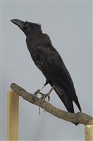 藏品(巨嘴鴉)的圖片